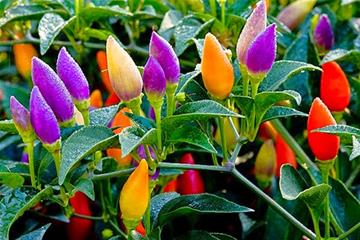 Top 5 loại rau củ cầu vồng nên trồng cho vườn thêm xinh